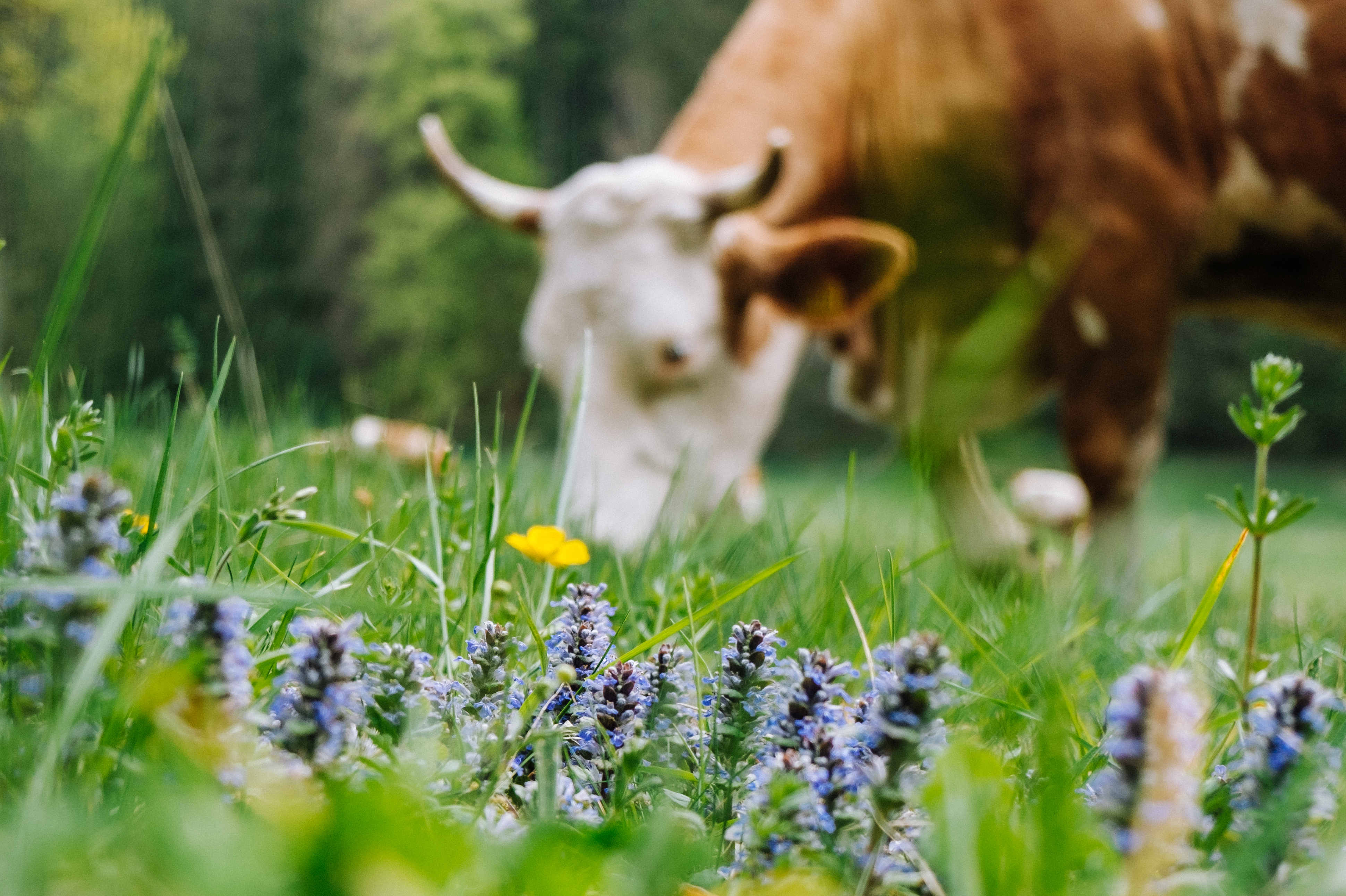 International Day for Biological Diversity