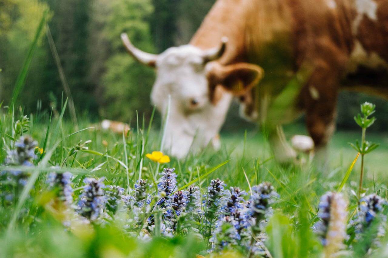 International Day for Biological Diversity
