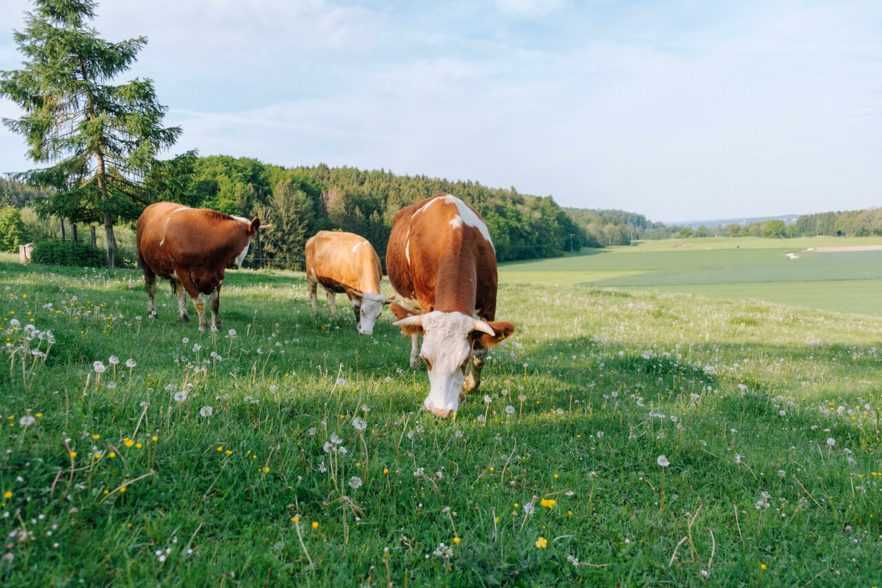 Tag der Milch - Effekte der Weidehaltung ANDECHSER NATUR