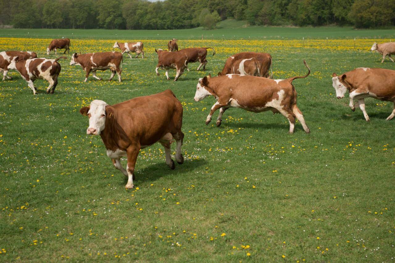 Weideaustrieb auf dem Bio-Bauernhof der Familie Wunderl in Weßling