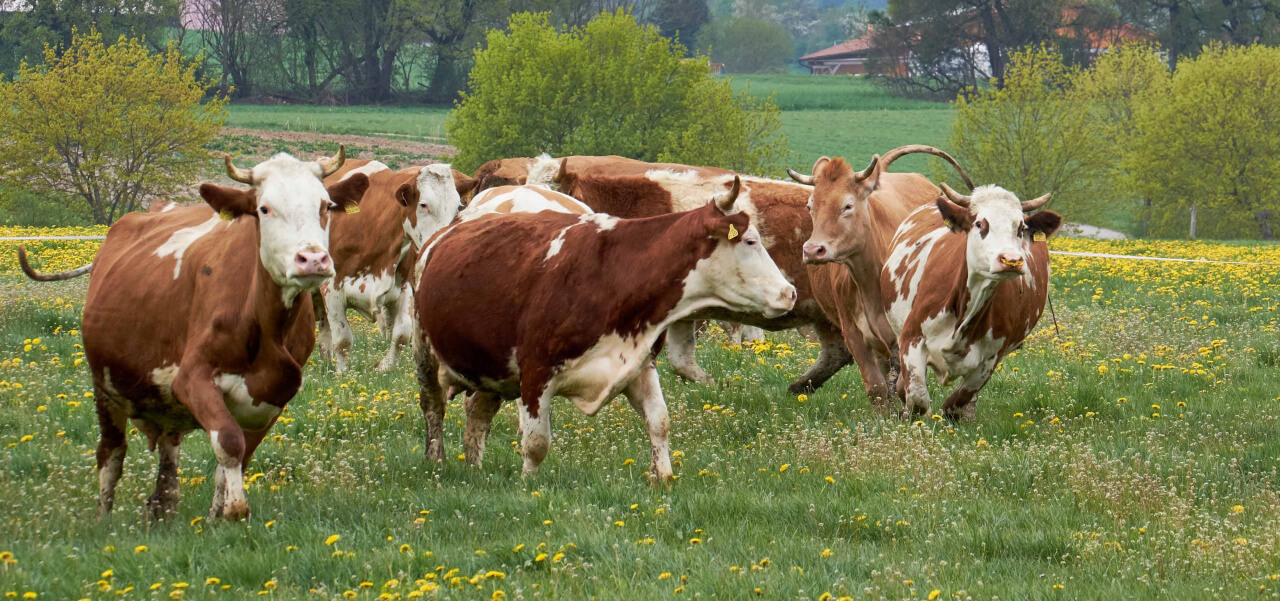 ANDECHSER NATUR Weideaustrieb