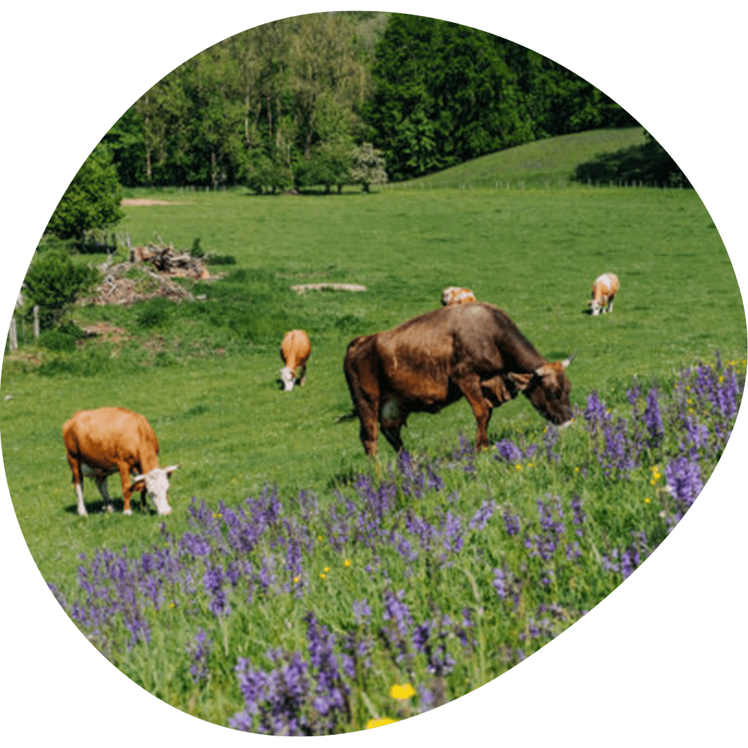 Cows in the field