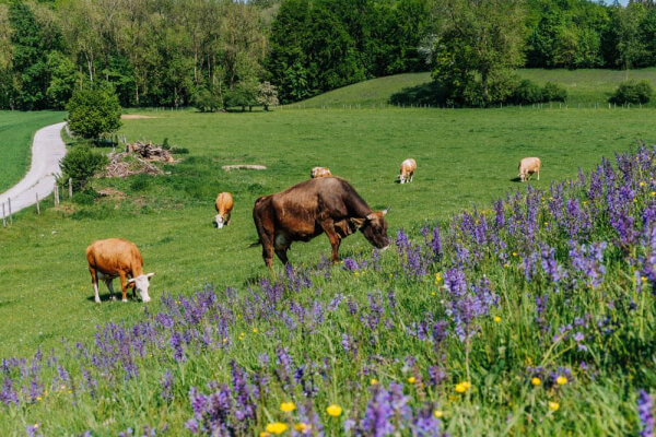 Tier Andechser Natur