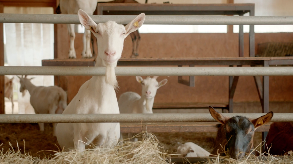 Die Welt Der Ziege Andechser Natur